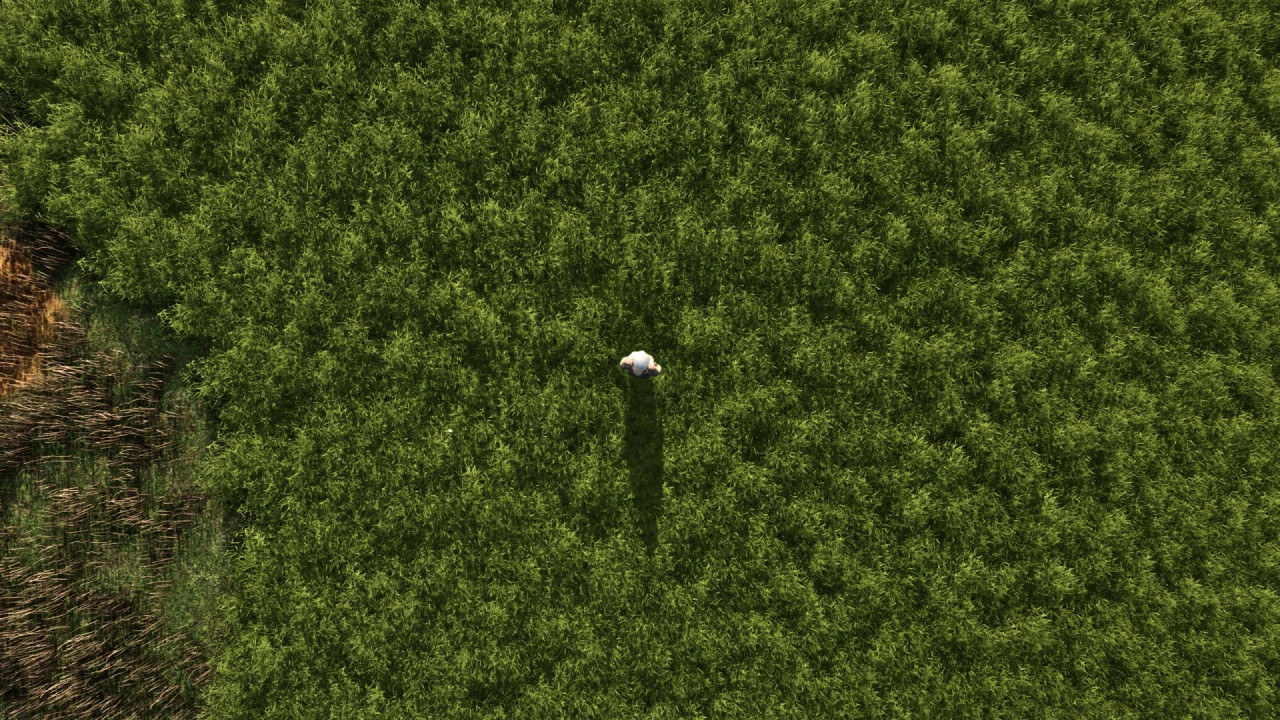 More beautiful grass