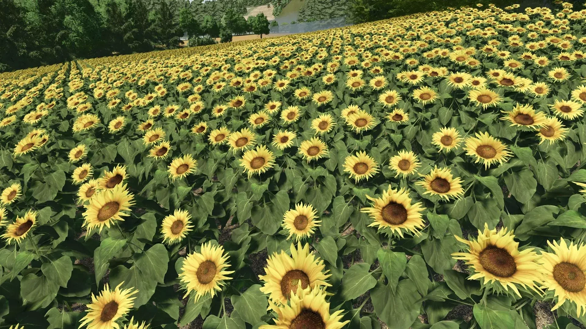 Sunflower Texture v 1.0