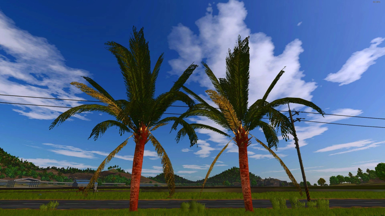 Coconut tree