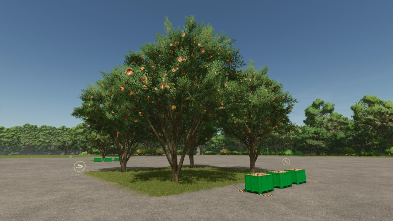 Apple Tree