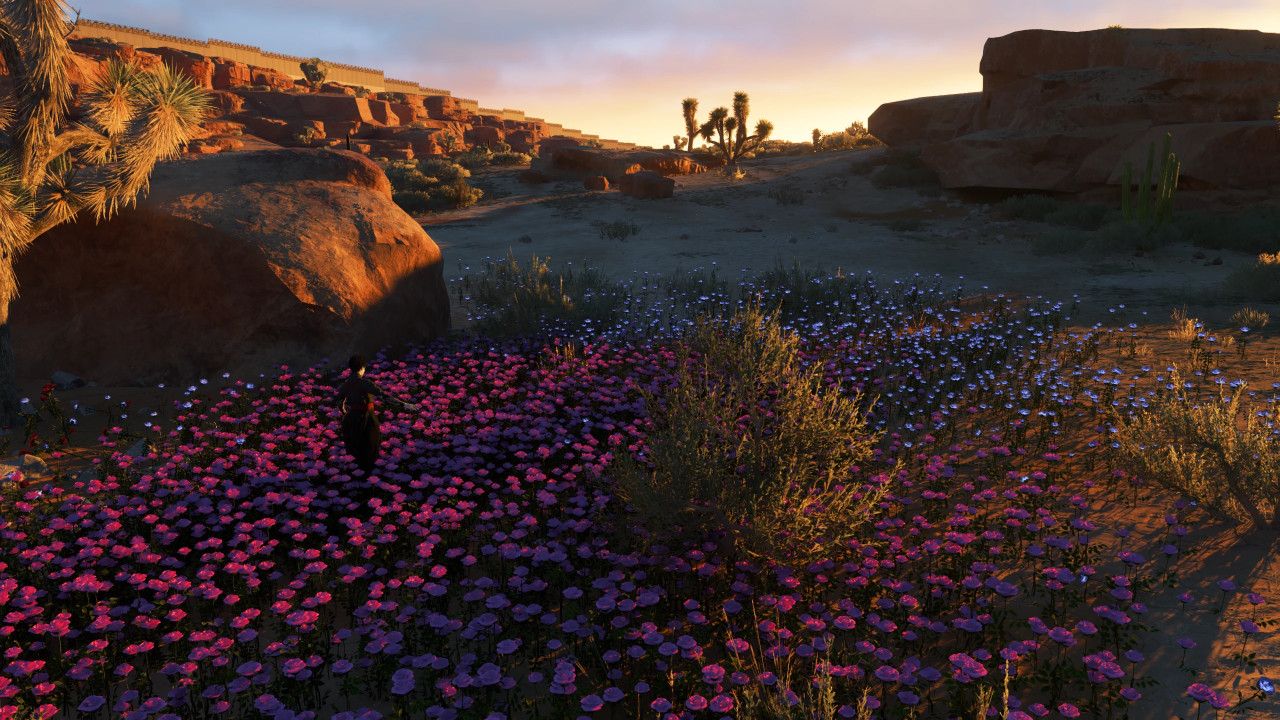 Real Roses Flower Field