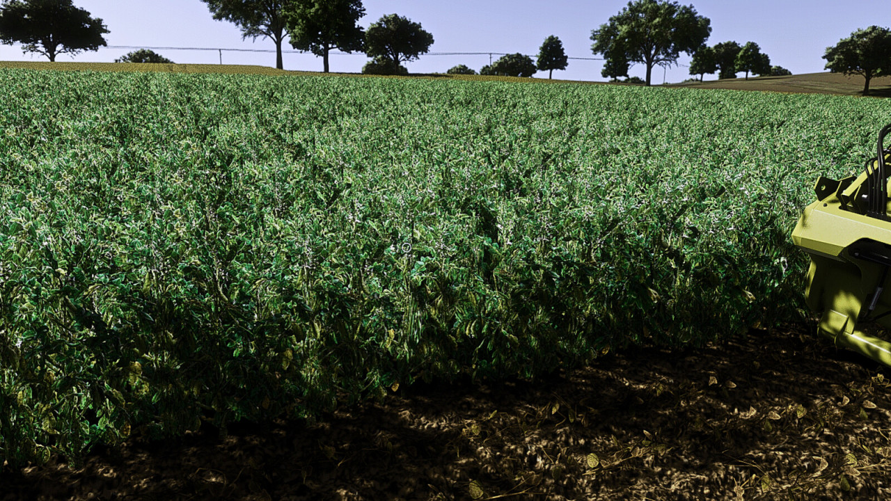 Faba Beans (Prefab*)