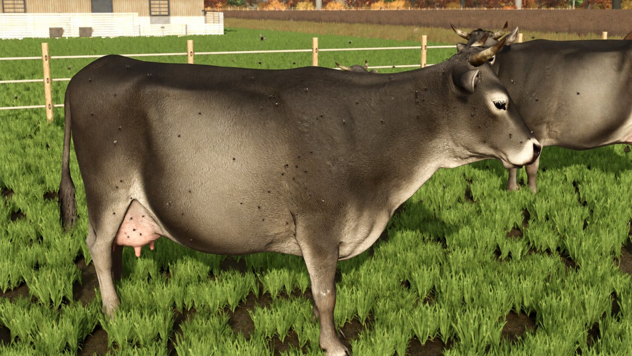 Livestock Flies